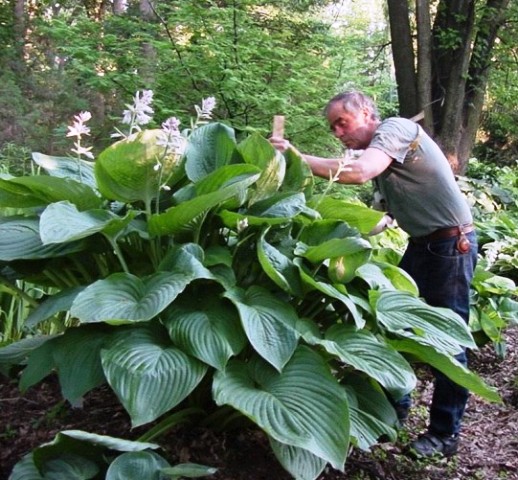 Hosta Empress Wu, A Giant Hosta