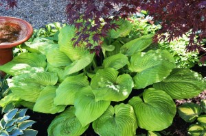 A Healthy Hosta 'Sum & Substance' Growing in Our Garden.
