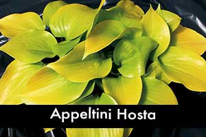 Appletini Hosta, small hosta