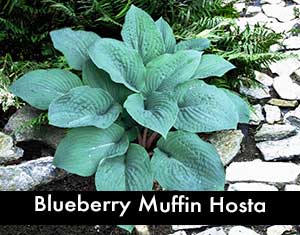 Blueberry Muffin Hosta