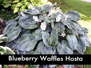 Blueberry Waffles Hosta, a Giant Hosta