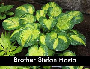 Brother Stefan Hosta, a Giant Hosta