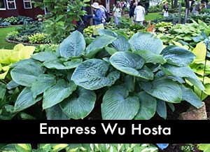 Empress Wu Hosta, a Giant hosta