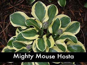 Mighty Mouse Hosta, a miniature hosta