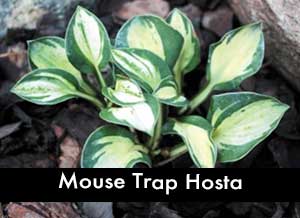 Mouse Trap Hosta, a miniature hosta