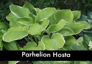 Parhelion Hosta, a Giant Hosta