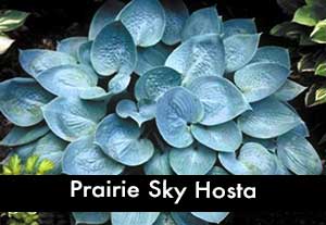 Prairie Sky Hosta, a Blue Hosa