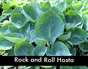 Rock and Roll Hosta, a Blue Hosta