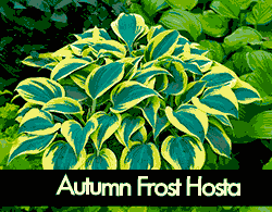 Autumn Frost Hosta