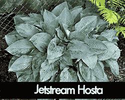Jetstream Hosta