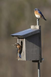 4-22-16-bluebirds-nesting-239