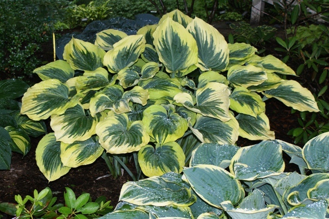 Liberty Hosta, a Giant hosta plant will brighten up any garden.