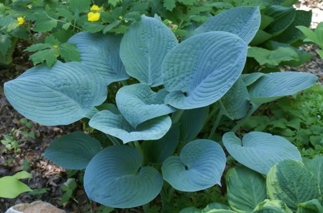 are there really blue hostas