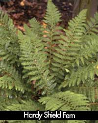 Hardy Shield Fern