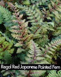 Regal Red Japanese Painted Fern