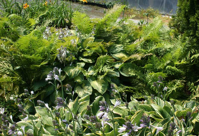 Fern and hosta garden