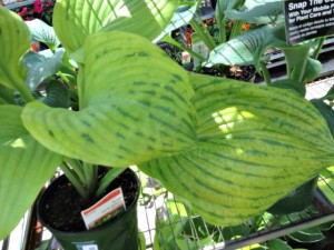 Hosta'Sum and Substance' with HVX
