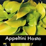 Appletini Hosta, small hosta