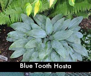 Blue Tooth Hosta