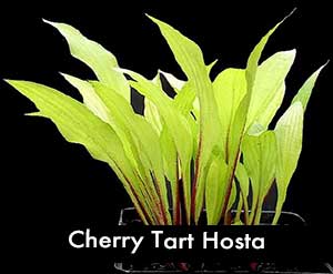Cherry Tart Hosta, a small hosta