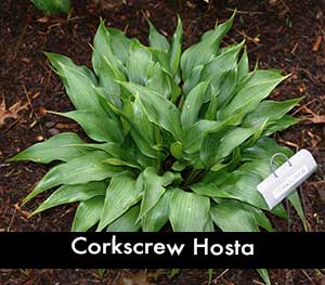 Corkscrew Hosta, a small hosta