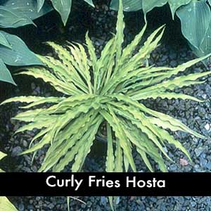 Curley Fries Hosta, a small hosta