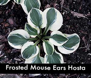 Frosted Mouse Ears Hosta, a mini hosta