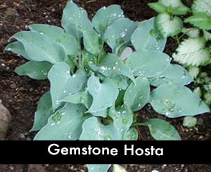 Gemstone Hosta, a Blue Hosta