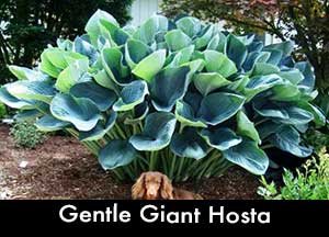 Gentle Giant Hosta, a Giant Hosta