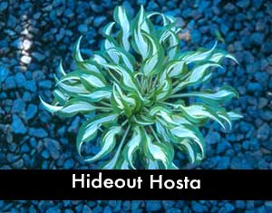 Hideout Hosta, a small hosta
