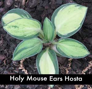 Holy Mouse Ears Hosta, a miniature hosta