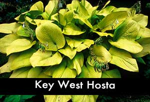 Key West Hosta, a Giant Hosta