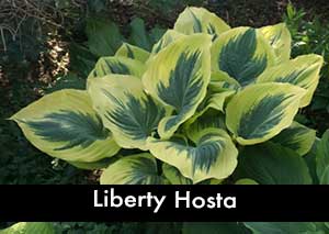 Liberty Hosta, a Giant Hosta