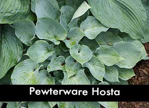 Pewterware Hosta, a Blue Hosa