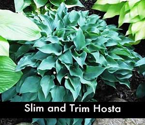Slim and Trim Hosta, a small hosta