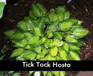 Tick Tock Hosta, a miniature hosta
