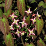 Epimedium x rubrum