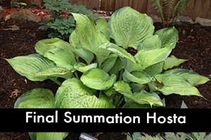 Final Summation Hosta