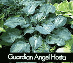 Guardian Angel Hosta