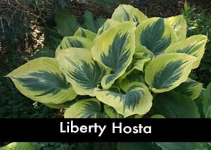 Liberty Hosta