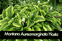 Montana Aureomarginata Hosta