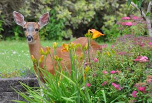 deer_garden