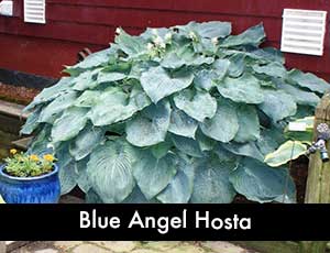 Blue Angel Hosta - Giant Hosta