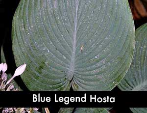 Blue Legend Hosta - Giant Hosta