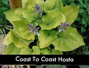 Coast to Coast Hosta - Giant Hosta
