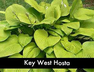 Key West Hosta - Giant Hosta