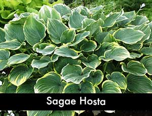 Sagae Hosta - Giant Hosta