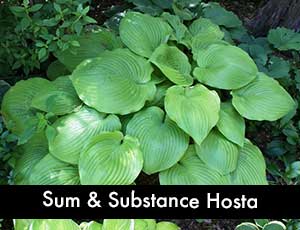 Sum & Substance Hosta - a Giant hosta