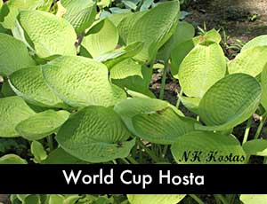 World Cup Hosta - Giant Hosta