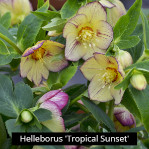 Helleborus 'Tropical Sunset'